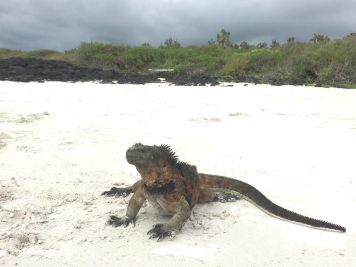 Isole Galapagos